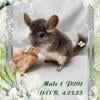 Chinchilla babies Northwest Ohio