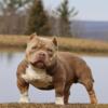 ZEKE THE FREAK AMERICAN BULLY PUPPIES