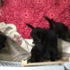 German Shepherds full-blooded UKC registered puppies 