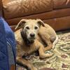Re homing spayed Very Sweet half poodle mix