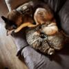 Beautiful curly coat cats