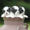 Shih Tzu Puppies available, AKC