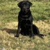 Akc English Labradors