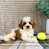 Cavapoo Puppies Ready Now - $650