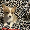 Ginger female Pembroke Welsh Corgi