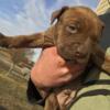 Pit bull/bully mix brown brindle male