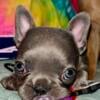 French bulldog puppy AKC