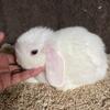 Blue eyed White Holland Lop Doe - 8 Weeks Pedigreed