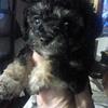 Toy Poodle Male