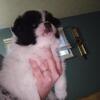Pomeranian puppies