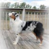 AKC blue merle STUD *Live cover only