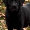 Black Lab-AKC Registered