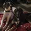 !Reduced!! AKC great Dane puppies!!!!!!!!