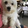 One year old Male Maltese