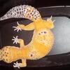 Leopard geckos