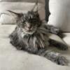 Maine Coon Polydactyl Female