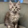 TICA - Black Silver Tabby 12 weeks
