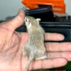 gerbil breeding pair