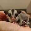 Sugar Glider 