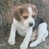 AKC registered Beagle puppies