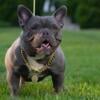 Nano Exotic Female Bully 1 YR OLD BAPE, TAZ DEVIL