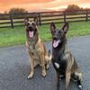 Belgian Malinois Puppies