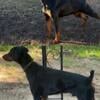 Doberman pups for sale