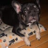 Female Frenchie 2 years old Pet Home