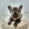 Fluffy French Bull Dog Puppy looking for a  Home