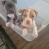 American Pitbull/American Bully Cross Puppies