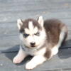 akc  reg  siberian  husky