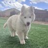 Freya — 9 Week Old Beautiful Siberian Husky Puppy with Fluffy Wooly Coat Ready Now