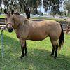 AQHA 16 yr old Buckskin Mare