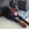 European Doberman Pinscher Stud - OFA & DNA Health Tested