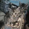 Maine coon kittens