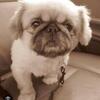 Looking for a Puginese puppy