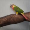 Red Factor Greencheeck Conure