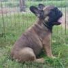 Male Sable Fawn French Bulldog Puppy AKC