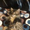 Fluffy male Manx kitten