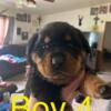 Akc Rottweiler puppies