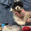 Toy poodle males