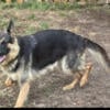 GERMAN SHEP breeding pair or sold separate