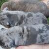 American Bully puppies born July 25th ABKC REGISTERED