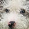  Mini Labradoodle
