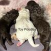 Tiny Toy poodle puppies