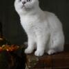 Beautiful Scottish Fold Kitten