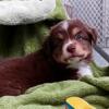 Red Tri Male Miniature Australian Shepherd "Beckett"