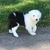 AKC old english sheepdog pups