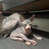 Sphynx Cats for Sale