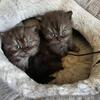 Adorable British Shorthair Kittens